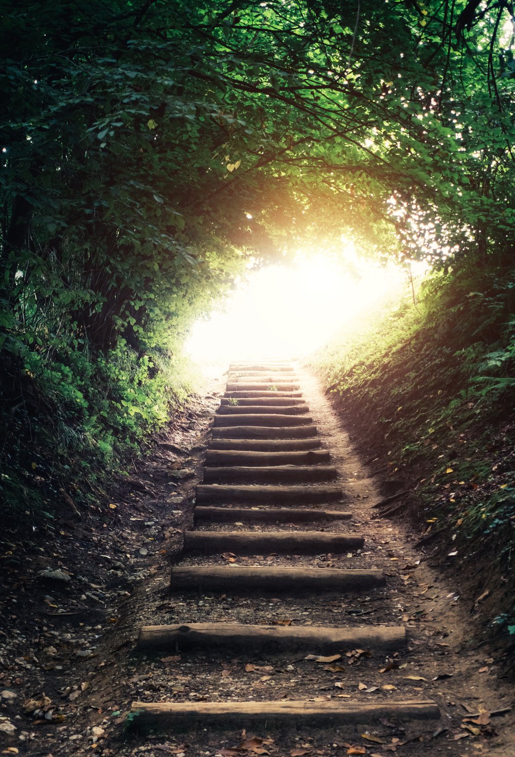 Forest Path